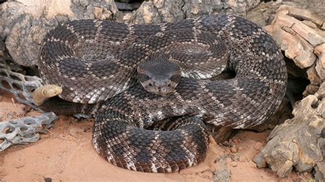 Watch your step: It’s rattlesnake season in San Diego
